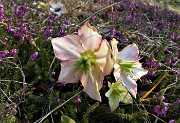 48 Salendo per la cima dello Zucco distese di Erica carnea cosparsa di ellebori (helleborus niger)